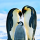 Illustration for article titled New fossil discovery reveals that penguins used to be way too big